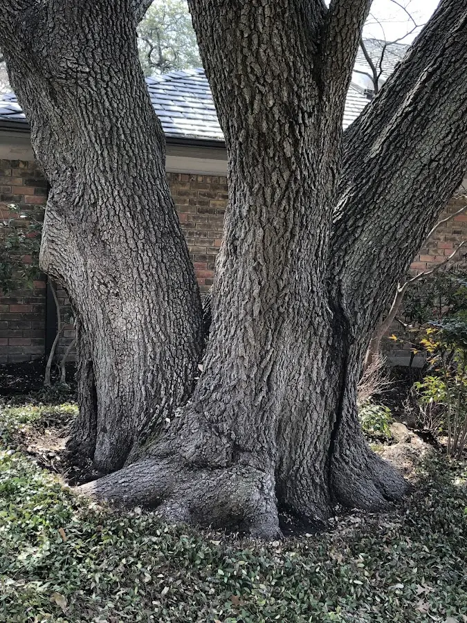 Mature heritage tree close to a Ransom Canyon property cared for by certified arborists