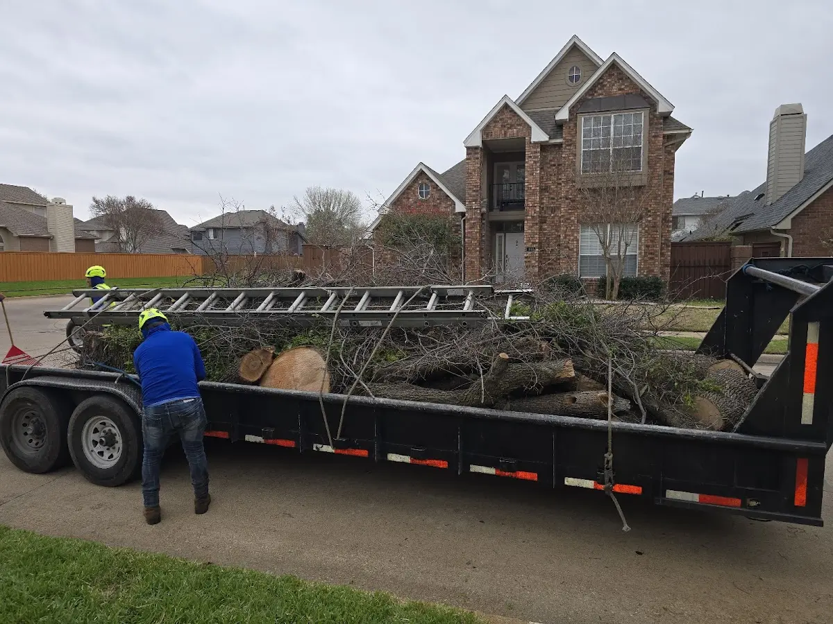 Expert Tree Removal with proper safety equipment in Ransom Canyon